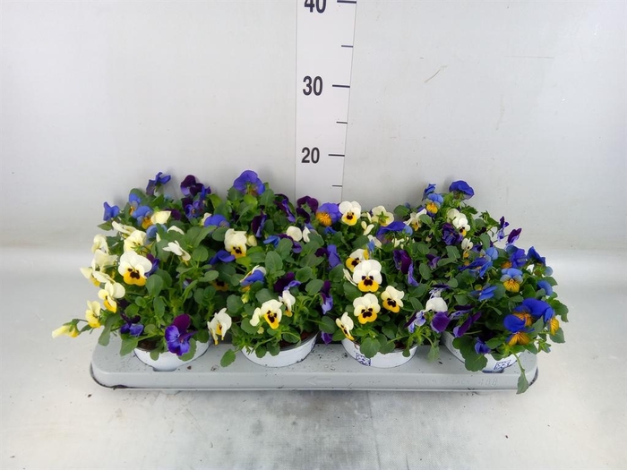 <h4>Viola ...tricolor</h4>