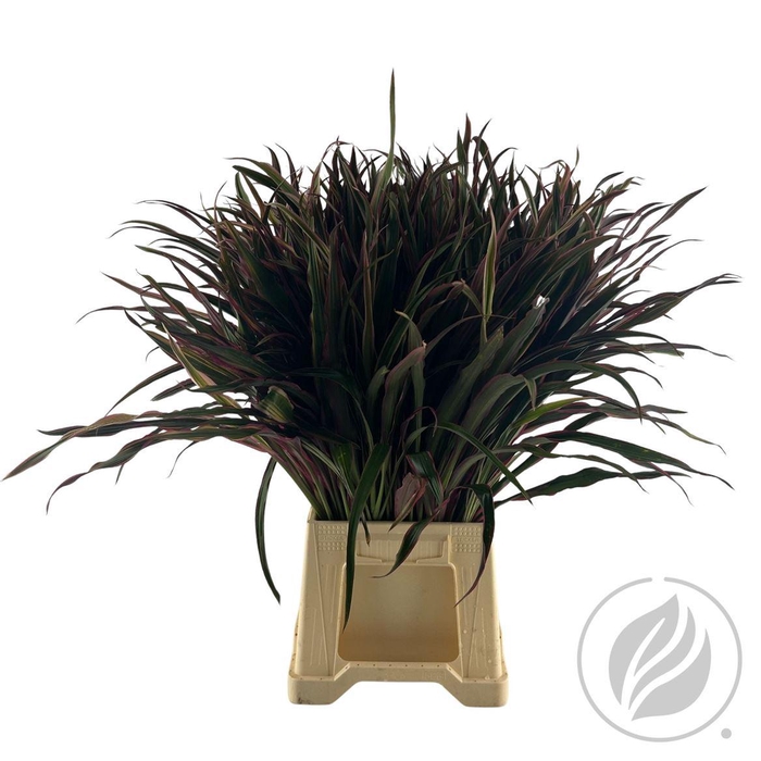 <h4>Cordyline Barbatus 70 Cm</h4>