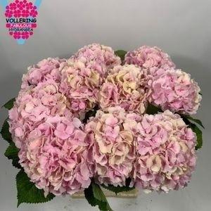 <h4>HYDR M CH VERENA CL</h4>