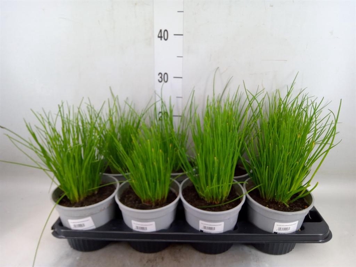<h4>Allium schoenoprasum</h4>