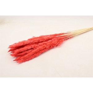Dried Fluffy Pampas Cerise 20pcs Bunch