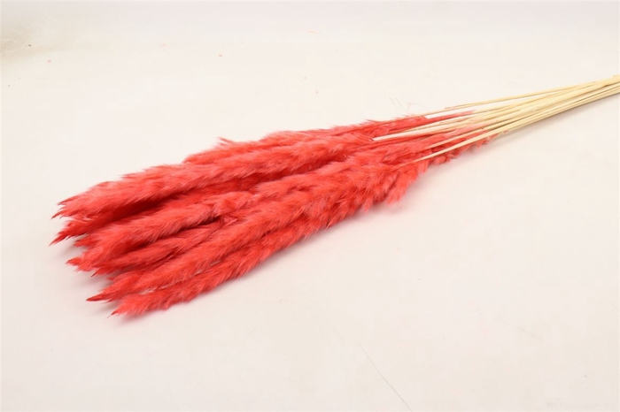 <h4>Dried Fluffy Pampas Cerise 20pcs Bunch</h4>