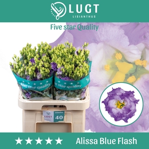 Lisianthus Alissa Blue Flash