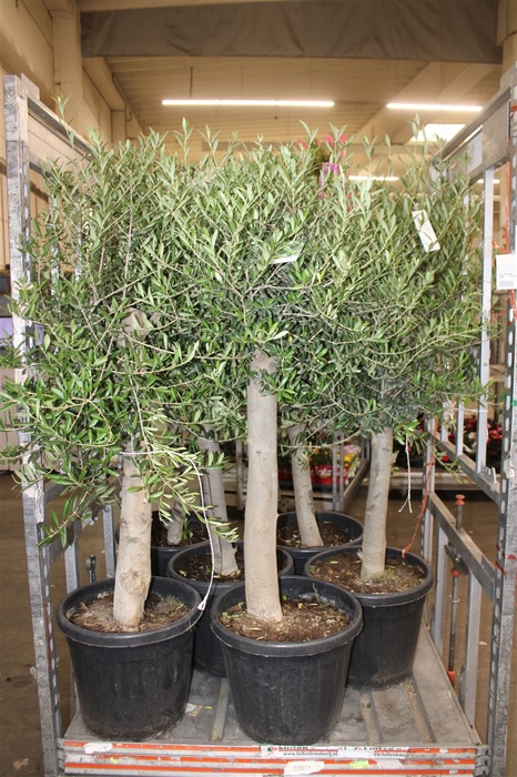 Olea Europaea Op Stam