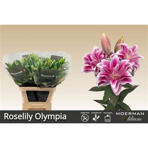 Li Or Du Rl Olympia