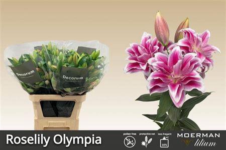 <h4>Li Or Du Rl Olympia</h4>