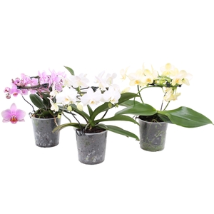 Phal. Multiflora vorm mix 