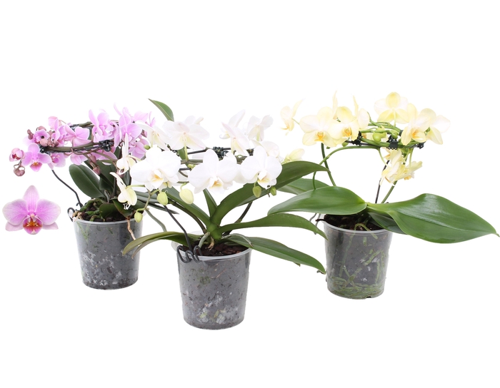 <h4>Phal. Multiflora vorm mix "Blossoming Beauty"</h4>