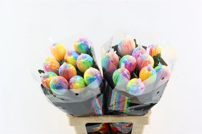 <h4>Chr G Kbh Antonov Rainbow</h4>