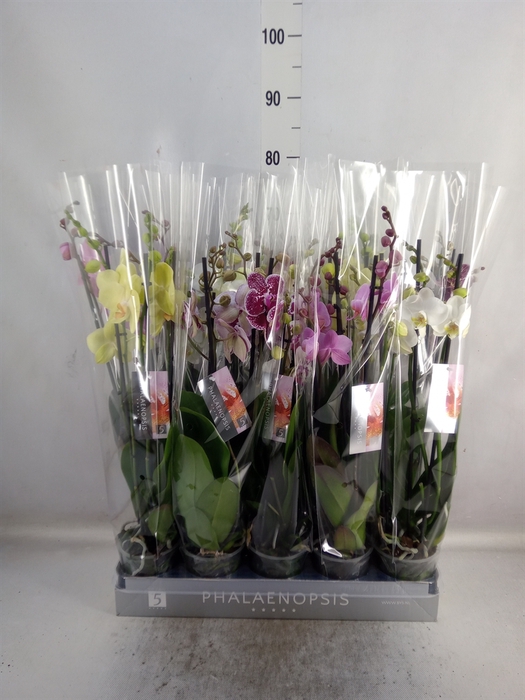 <h4>Phalaenopsis   ...mix  7</h4>