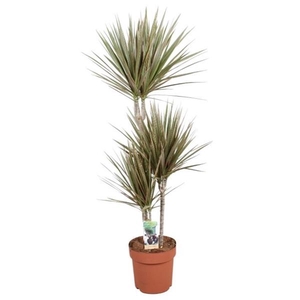 Dracaena marginata Bicolor