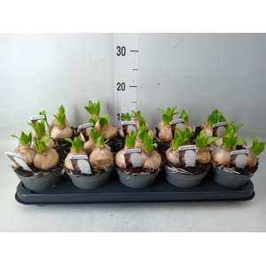 Hyacinthus orie. 'Pearl White'