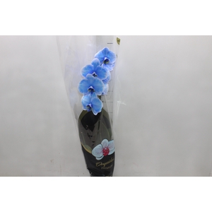 PHALAENOPSIS P12 TINGIDA AZUL