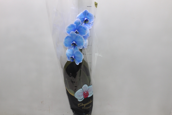<h4>PHALAENOPSIS P12 TINGIDA AZUL</h4>