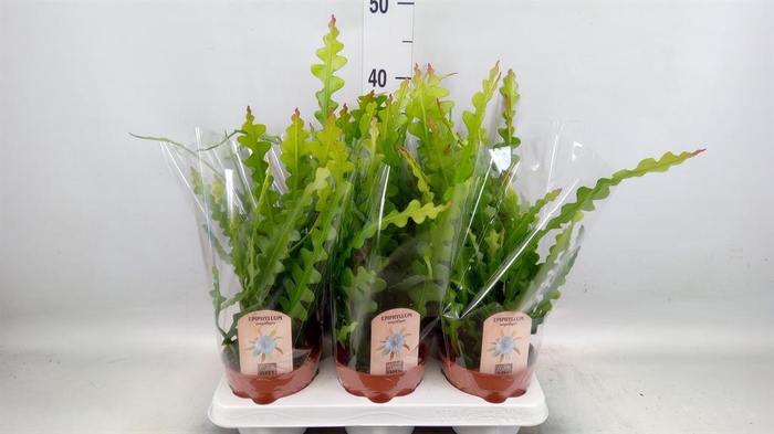 <h4>Epiphyllum anguliger</h4>