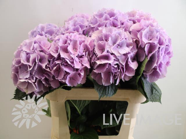 <h4>Hydrangea royal benefit purple</h4>