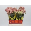 Blushing Bride Pink 6/9 Flowers