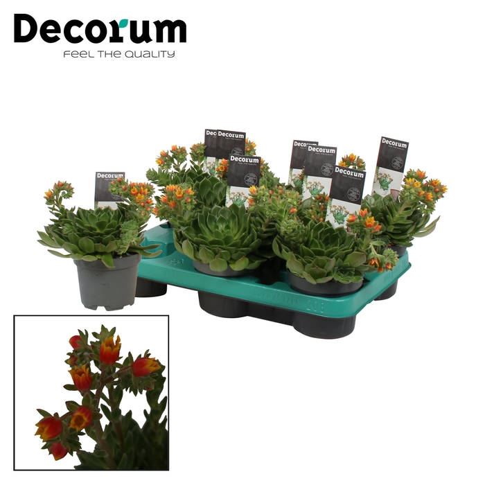 Echeveria Setosa X Rundelli