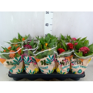 Celosia arg. CR 'Twisted'   ...mix