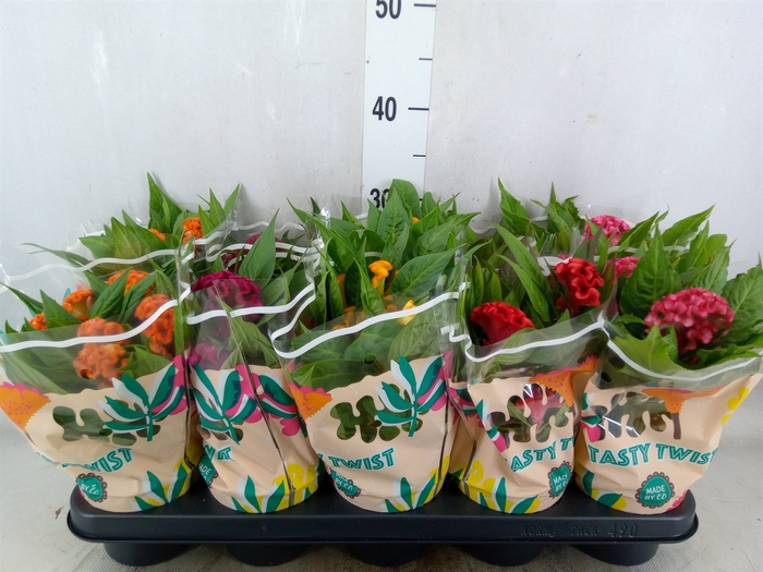<h4>Celosia arg. CR 'Twisted'   ...mix</h4>