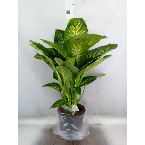 Dieffenbachia seg. 'Reeva'