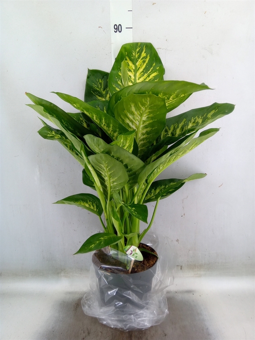 <h4>Dieffenbachia seg. 'Reeva'</h4>