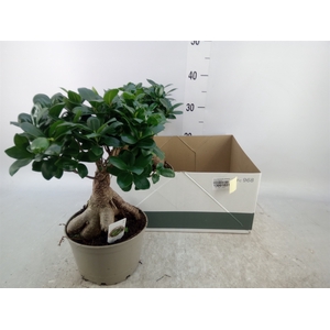 Ficus microcarpa 'Ginseng'