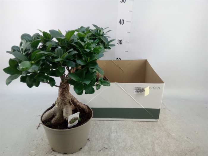 <h4>Ficus microcarpa 'Ginseng'</h4>