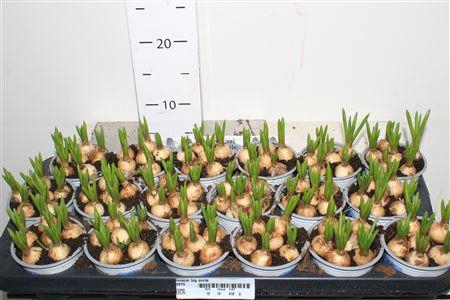 <h4>Muscar Big Smile</h4>