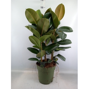 Ficus elastica 'Robusta'