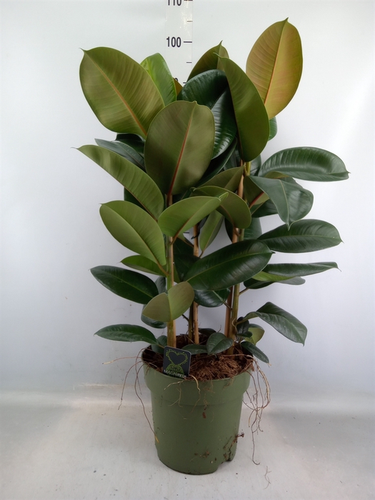 <h4>Ficus elastica 'Robusta'</h4>