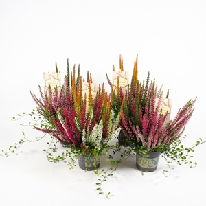 Calluna vulg. gemengd in pot
