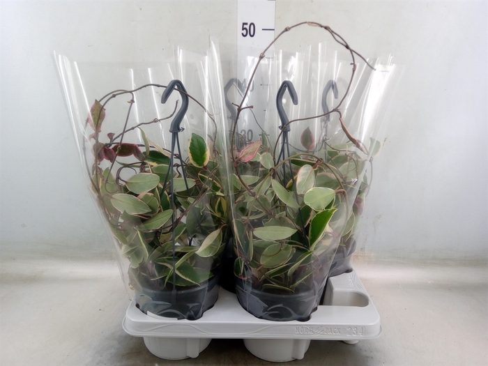 <h4>Hoya carnosa 'Floraganza Flamingo'</h4>