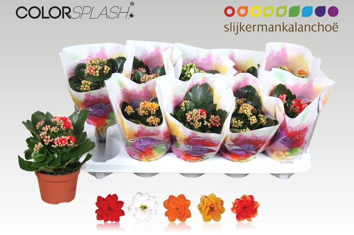 <h4>KAL GE GEM 5 KL</h4>