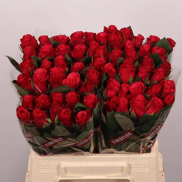 <h4>Rosa large tacazzi+</h4>