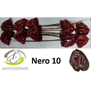 ANTH A NERO 10