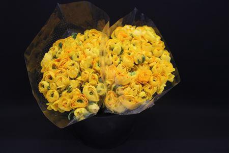 <h4>Ranonkel Extra Geel</h4>
