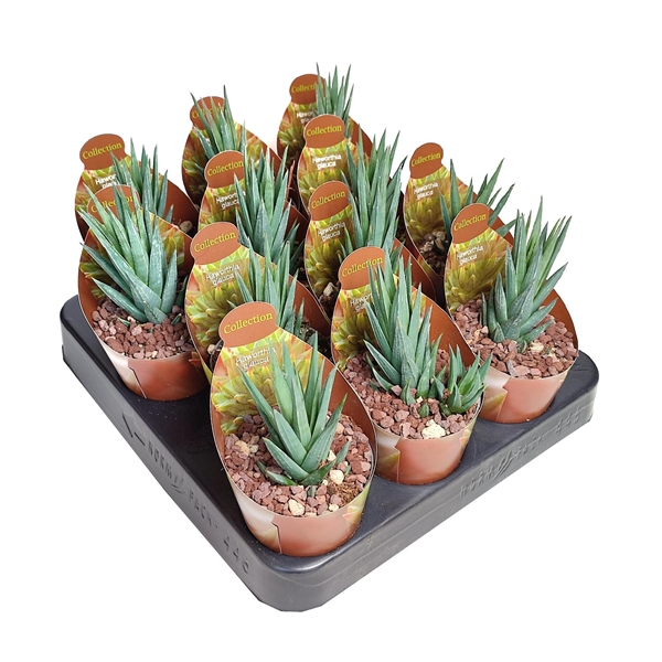 <h4>HAWORTHIA GLAUCA - POT Ø 6,5 - COLLECTION WITH POTCOVER (SUCCULENTEN)</h4>