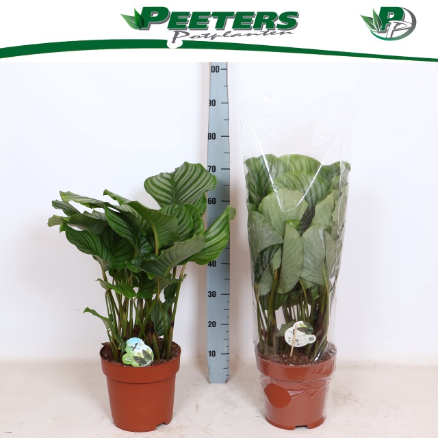 <h4>CALAT ORBIFOLIA</h4>