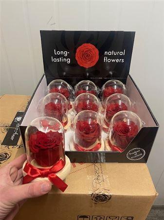 <h4>Display Dome Sarah Red02</h4>