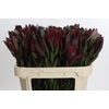 Leucadendron Saf Sunset Dark R.