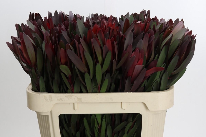 <h4>Leucadendron Saf Sunset Dark Red</h4>