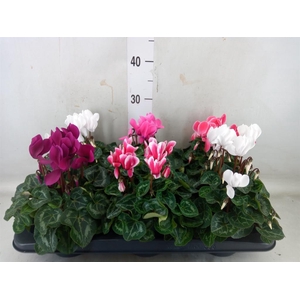 Cyclamen MD 'Allure'