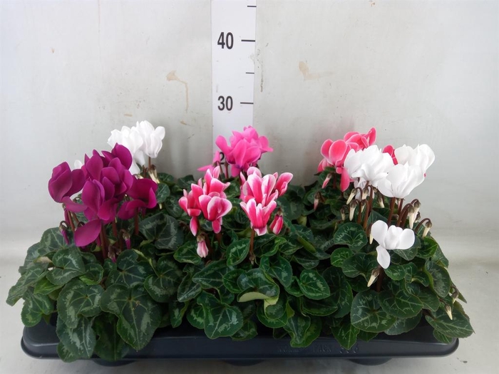 <h4>Cyclamen MD 'Allure'</h4>