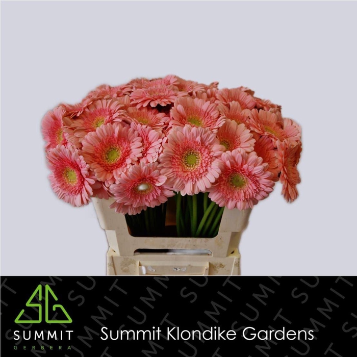<h4>GERBERA MI 'JUNA'</h4>