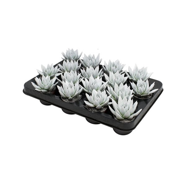 <h4>Echeveria coloured white</h4>