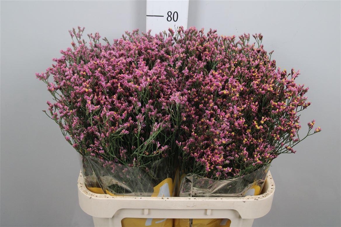 <h4>Lim Sin Tiffany Diamond</h4>