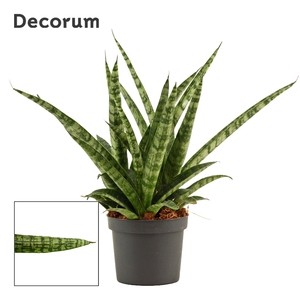 Sansevieria Silver steel 9 cm (Decorum)