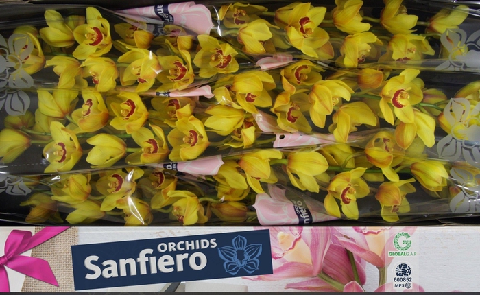 <h4>CYMB T RIJSENHOUT</h4>