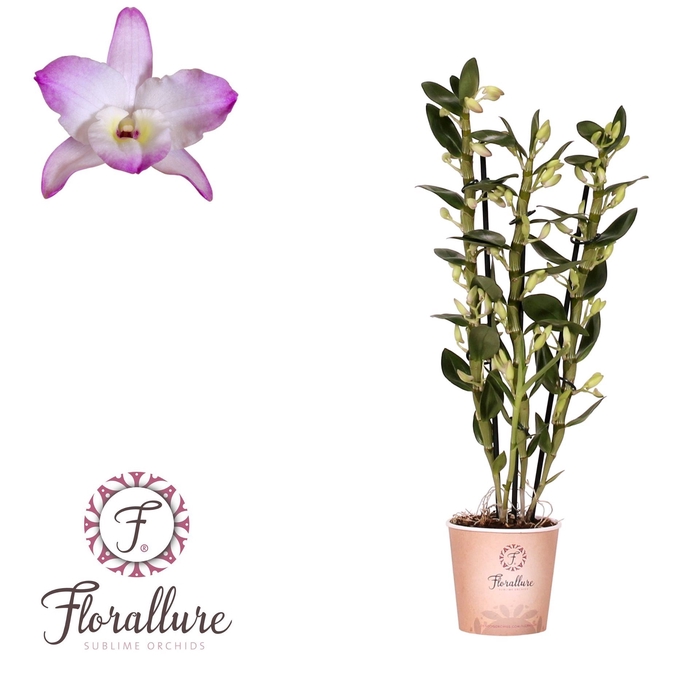 <h4>Dendrobium nobile Spring Dream 'Kum</h4>